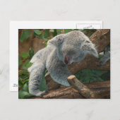 Carte Postale Sommeil de nounours de l'Australie d'ours de koala (Devant / Derrière)