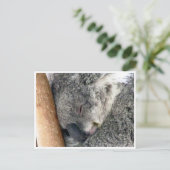 Carte Postale sommeil koala (Debout devant)