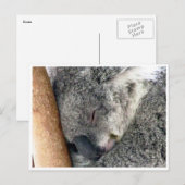 Carte Postale sommeil koala (Devant / Derrière)