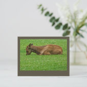Carte Postale Sommeil petit un (Debout devant)