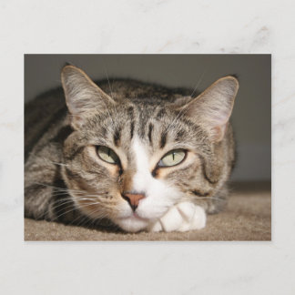 Carte Postale Son nom est l'Asie