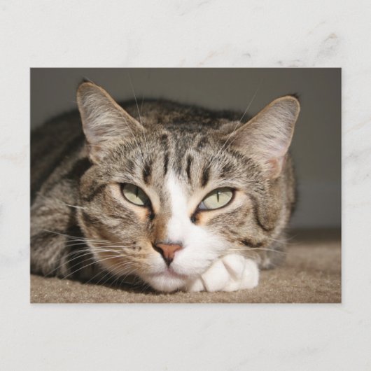 Carte Postale Son nom est l'Asie (Devant)