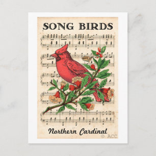 Carte Postale Song Birds Cardinal du Nord