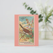 Carte Postale Song Sparrow (Debout devant)