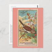 Carte Postale Song Sparrow (Devant / Derrière)