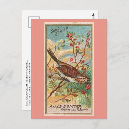 Carte Postale Song Sparrow (Devant / Derrière)