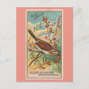Carte Postale Song Sparrow