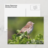 Carte Postale Song Sparrow (Devant / Derrière)