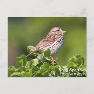 Carte Postale Song Sparrow