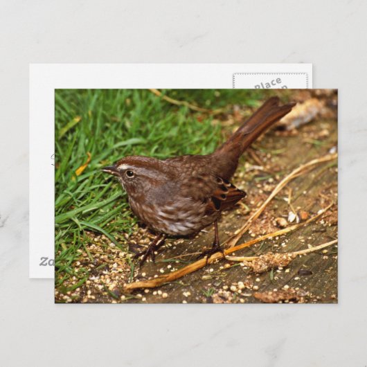 Carte Postale Song Sparrow (Devant / Derrière)
