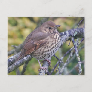 Carte postale Song Thrush