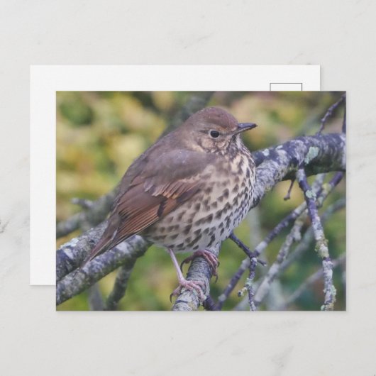 Carte postale Song Thrush (Devant / Derrière)