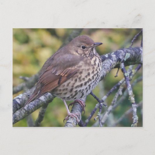 Carte postale Song Thrush (Devant)