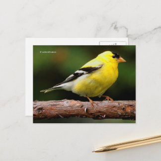 Carte Postale Songeur d'or américain sur Arbutus Tree