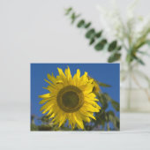 Carte Postale Sonnenblume Postkarte (Debout devant)