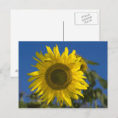 Carte Postale Sonnenblume Postkarte (Devant / Derrière)