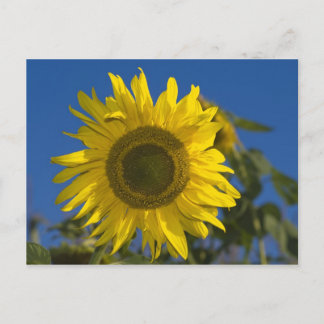 Carte Postale Sonnenblume Postkarte