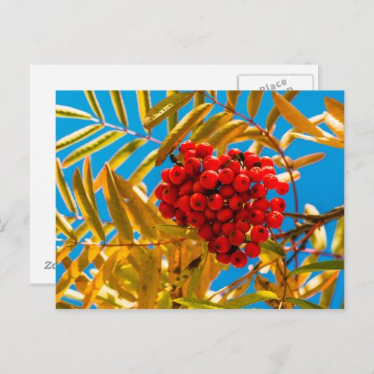 Carte Postale Sorbier (Devant / Derrière)