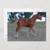 Carte Postale Sorrel Yearling (Devant / Derrière)
