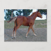 Carte Postale Sorrel Yearling (Devant)