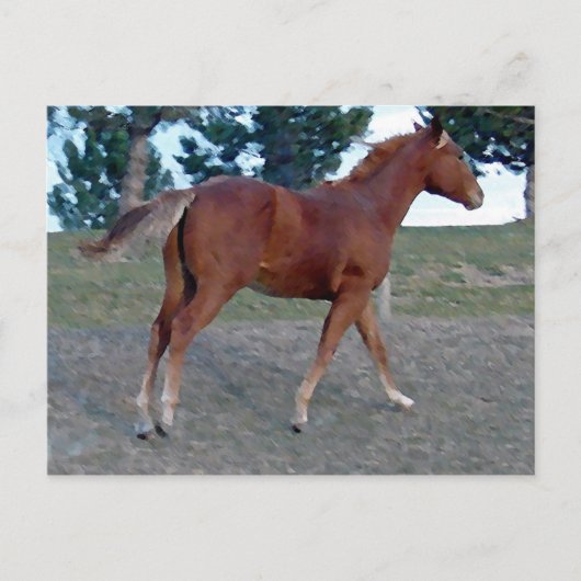 Carte Postale Sorrel Yearling (Devant)