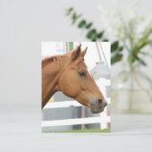 Carte Postale Sorrel Young Gelding (Debout devant)
