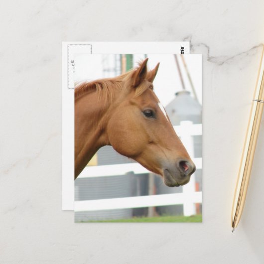 Carte Postale Sorrel Young Gelding (Devant/Arrière en situation)