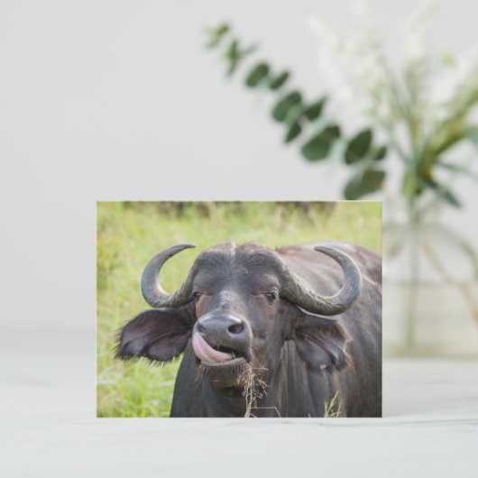 Carte postale Sortie des bâtons de buffle (Debout devant)