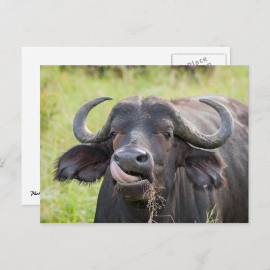 Carte postale Sortie des bâtons de buffle (Devant / Derrière)