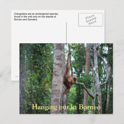 Carte Postale Sortir de l'Orangutan à Bornéo (Devant / Derrière)