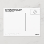 Carte Postale Sortir de l'Orangutan à Bornéo (Dos)