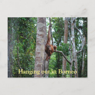 Carte Postale Sortir de l'Orangutan à Bornéo