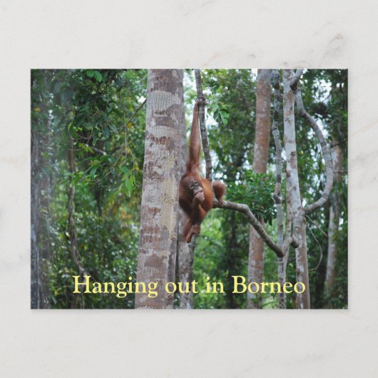 Carte Postale Sortir de l'Orangutan à Bornéo (Devant)