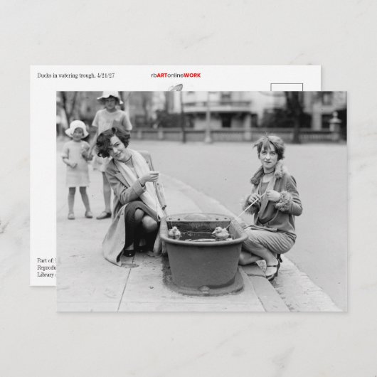 Carte Postale Sortir Les Canards Pour Nager (Devant / Derrière)