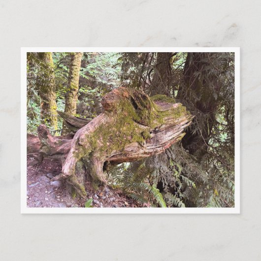 Carte Postale Souche d'arbre (Devant)