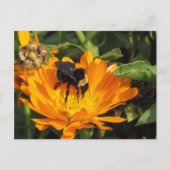 Carte postale - Souci et abeille (Devant)