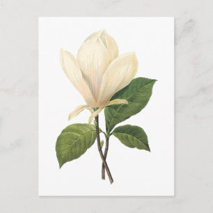 Carte Postale soucoupe magnolia (Magnolia soulangiana) par Redou