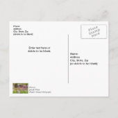 Carte Postale Source de la Cascade des Ozarks à Bluff (Dos)