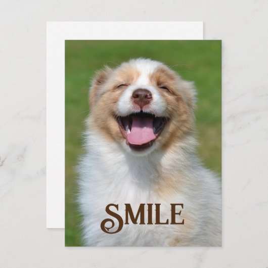 Carte postale Souriant Chien Chien Chien Coquelico (Devant / Derrière)