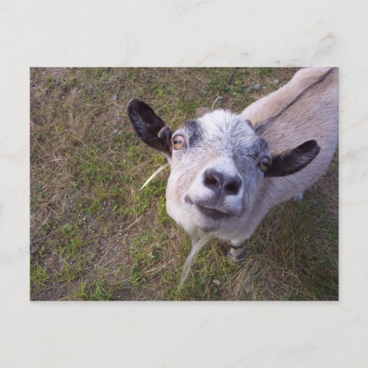 Carte Postale Souriez Pour La Caméra (Devant)