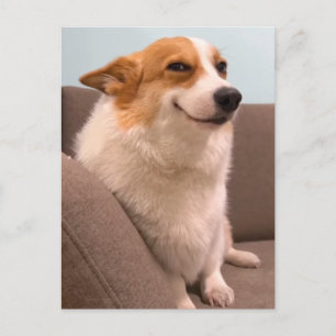 Carte postale Sourire Corgi mème