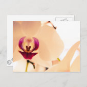 Carte Postale Sourire de l'orchidée (Devant / Derrière)