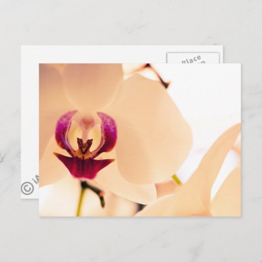 Carte Postale Sourire de l'orchidée (Devant / Derrière)