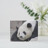 Carte Postale sourire de panda géant (Debout devant)