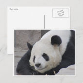 Carte Postale sourire de panda géant (Devant / Derrière)