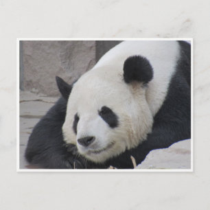 Carte Postale sourire de panda géant
