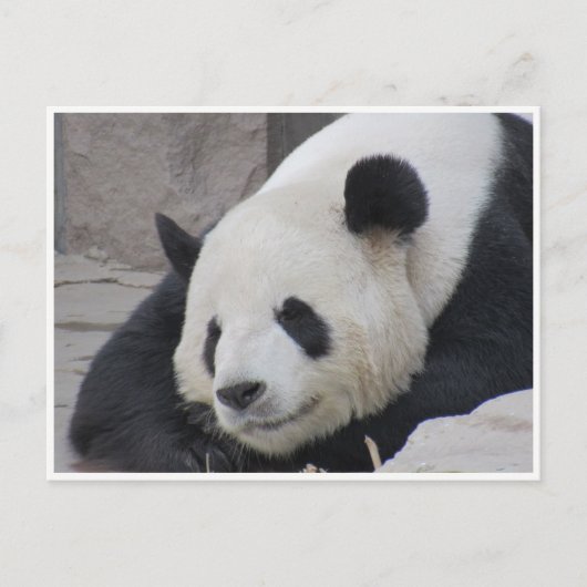 Carte Postale sourire de panda géant (Devant)