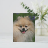 Carte Postale Sourire de Poméranie (Debout devant)