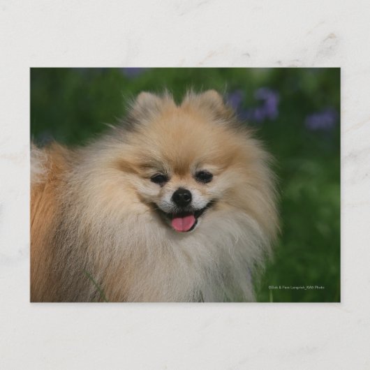 Carte Postale Sourire de Poméranie (Devant)