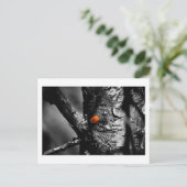 Carte Postale sourire pour une coccinelle (Debout devant)